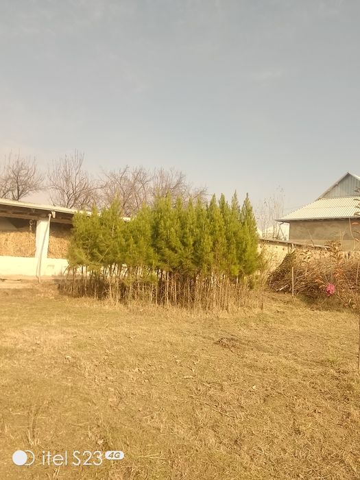 Archa sotildi tekiz dastavkamiz ham bor