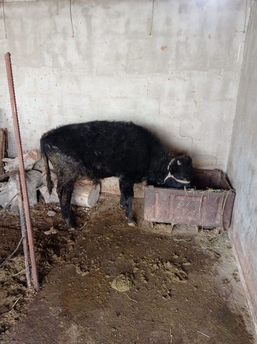 6 бас бука сатылады срочно