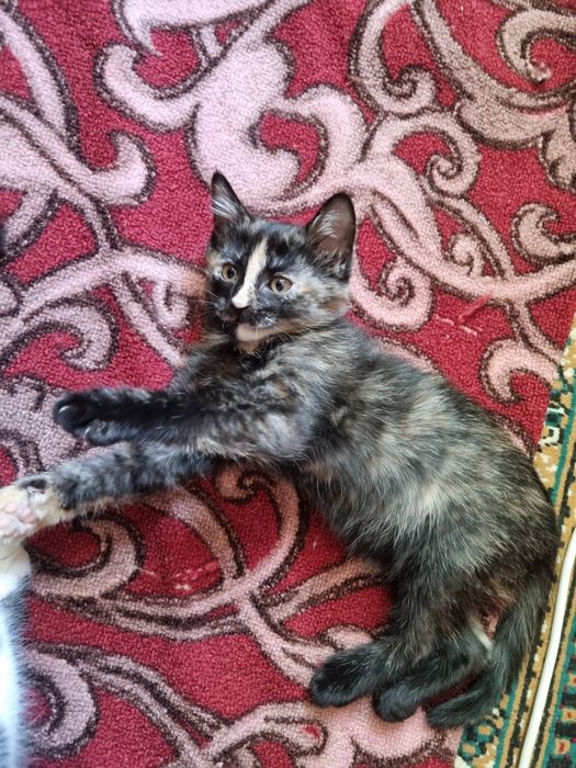 Всем привет есть  девочка 1.5 месяца