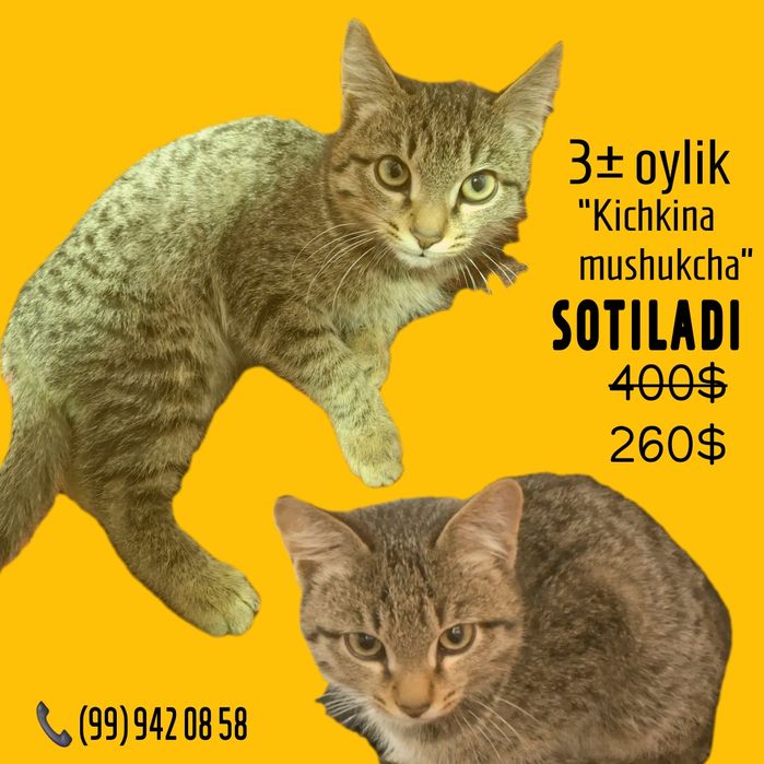 Kichkina va aqlli mushukcha