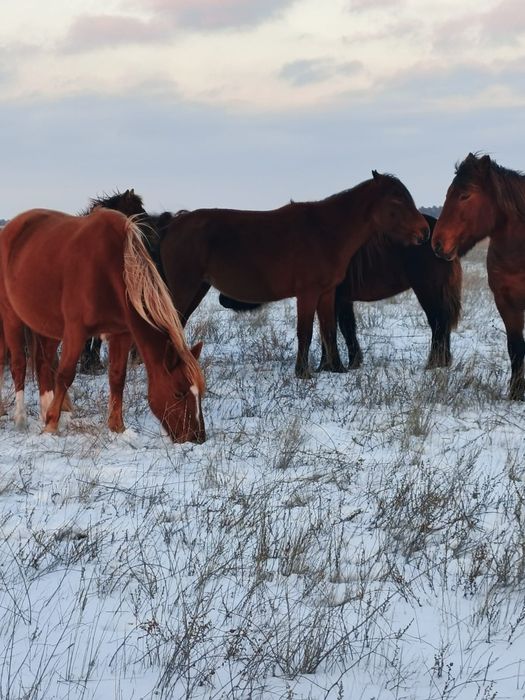 Екі бие сатылады казаки
