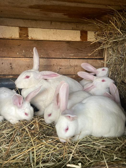 Hycole francez tineret