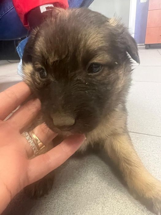 Щенок в добрые руки