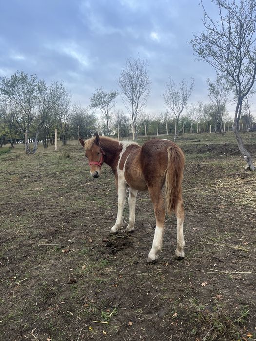 Vand manza tarcata de 5 luni