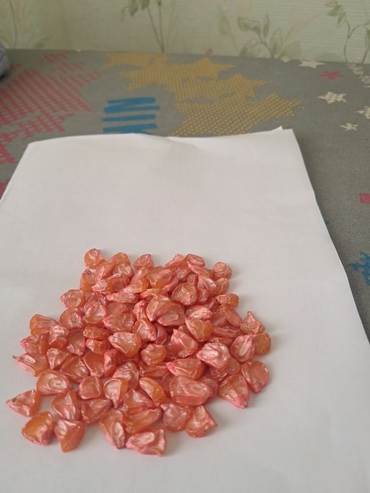 Продам семена огурцов кукуруза   Голландия