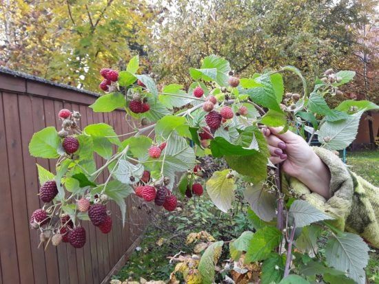 Продам отводки малины