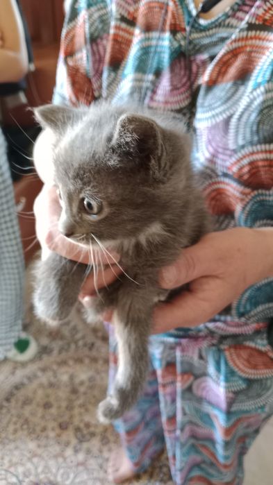 Отдам котят в хорошие руки