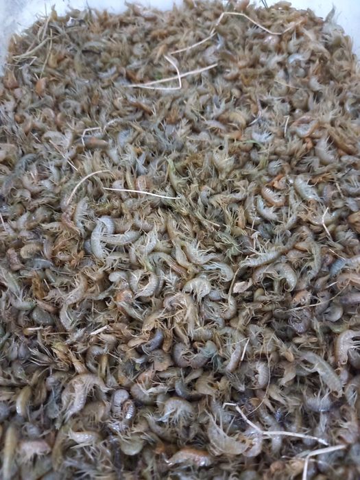 Мотыль, бормаш, опарыш, черви