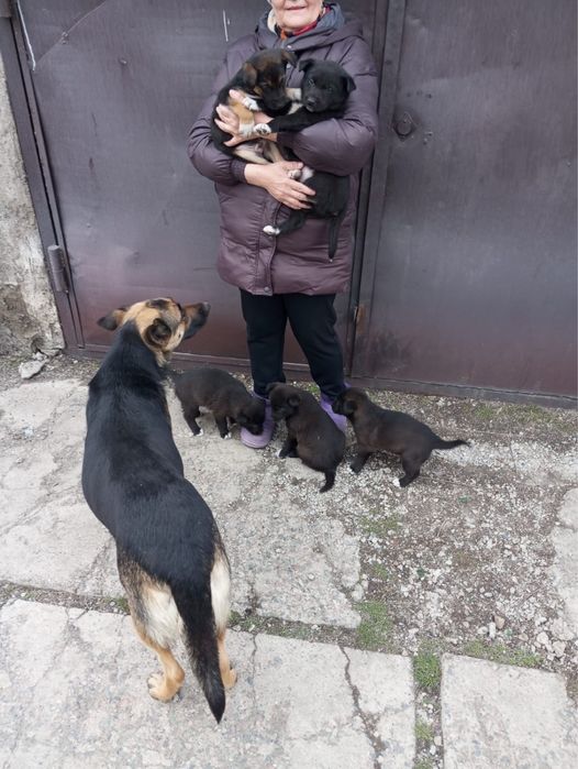 Отдам щенят от овчарки в добрые руки