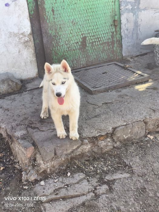 Очаровательные щенки сибирской хаски.