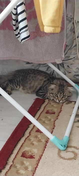 Отдам котёнка бесплатно