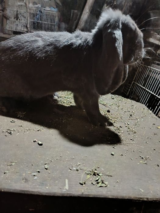 Femela berbec german albastru gestantă