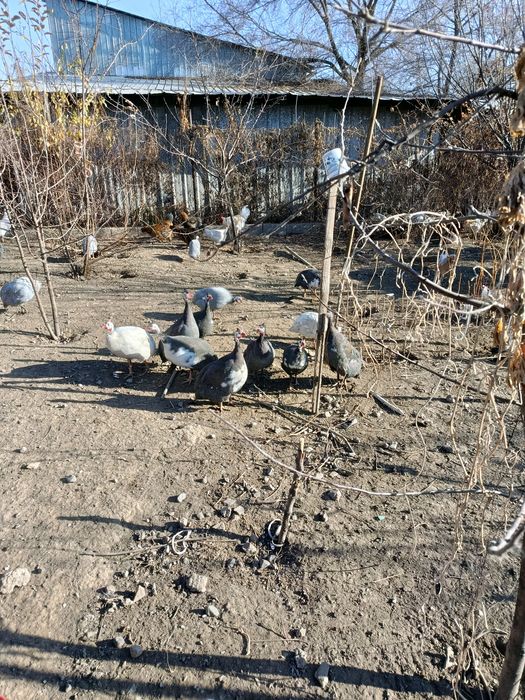 Продам молодых цесарок