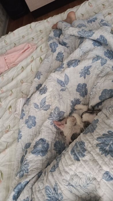 сфинкс девочка котёнок