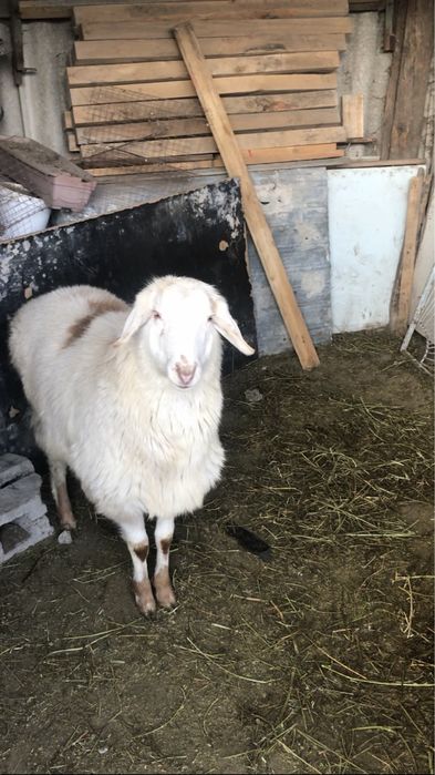 Продам баранов не дорого