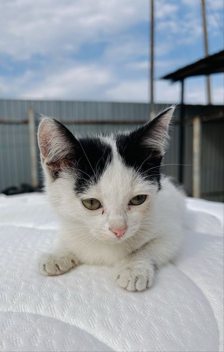 Отдам котика в добрые руки