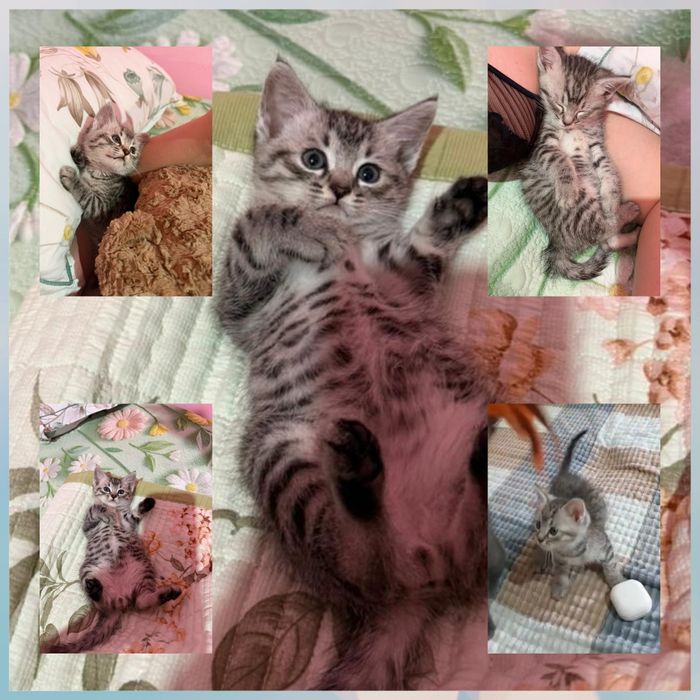 Котята шатланцы 2 мес