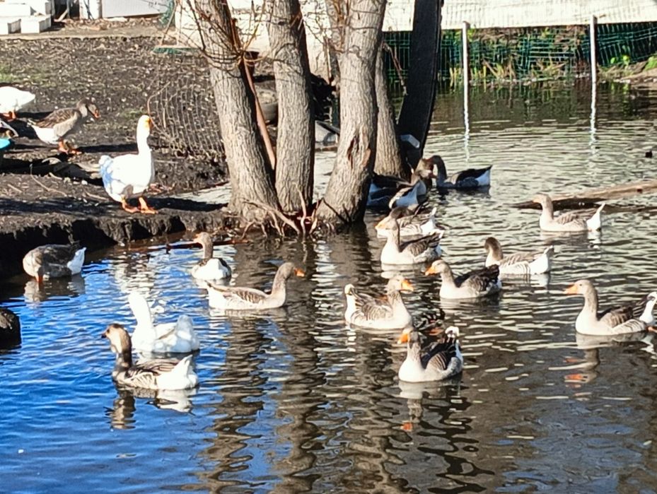 Vând gâște Toulouse și puii de wyandotte și brahma..
