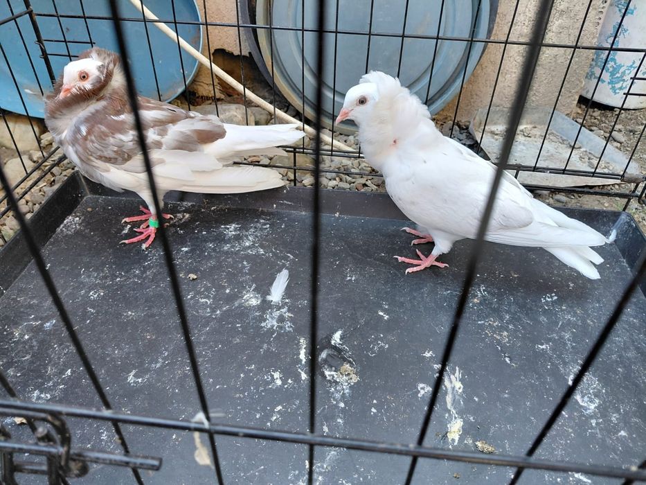 Porumbei de ornament