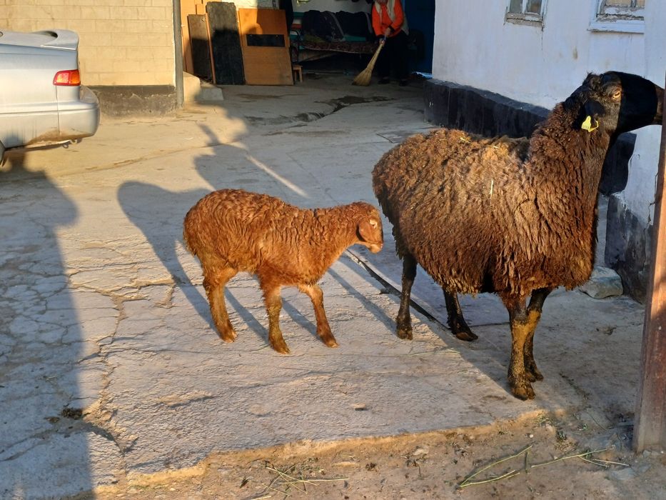 Еркек қозы сатылады