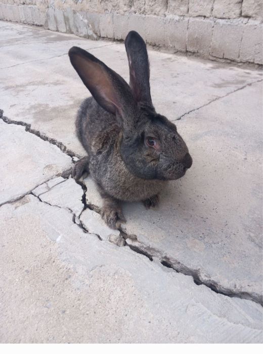 Flander ,Velekan Quyon sotiladi