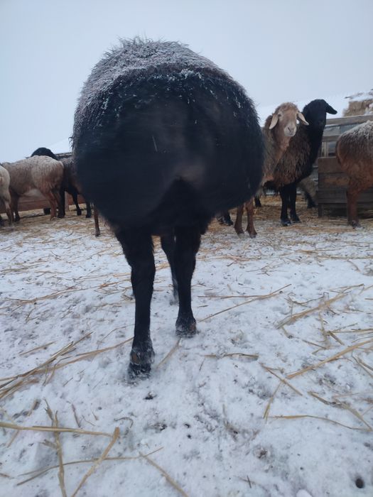 Қошқар сатылады тұқымдыққа