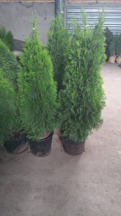 Ель голубая сибирская