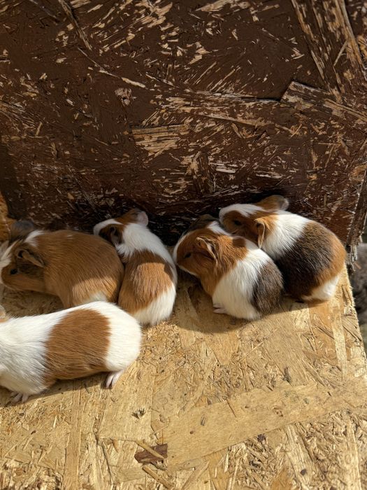 Vand porcusori de guineea