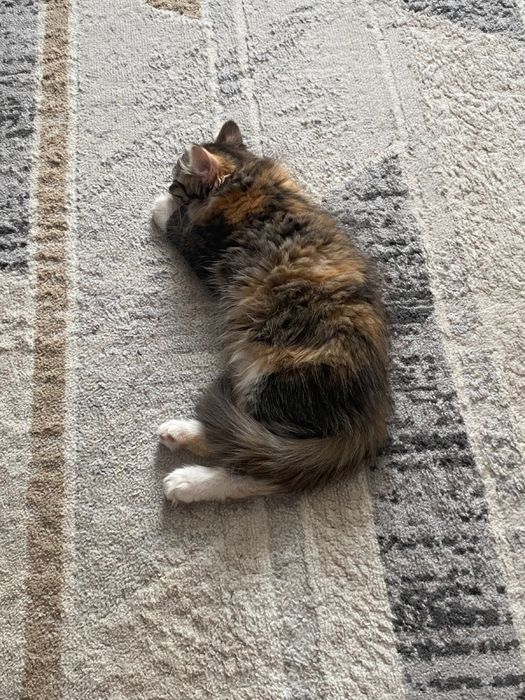 Котенок девочка