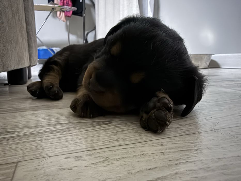 Продаются щенки ротвейлера