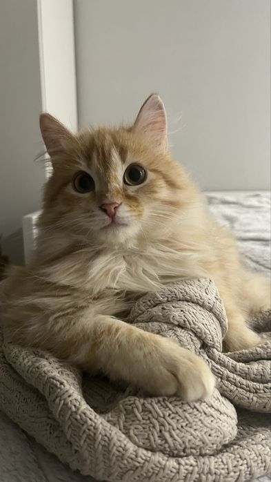 Отдам котенка мальчик 2,5 месяца