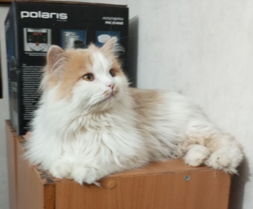 Годовалый красавец ищет дом