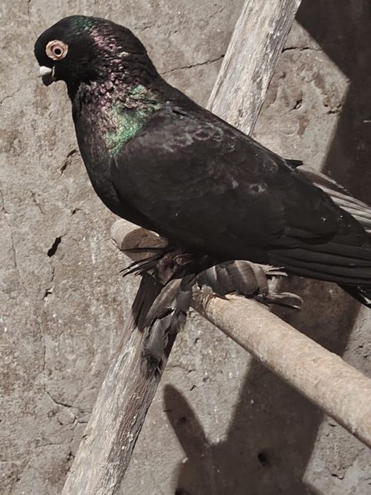 Продам чёрного самца