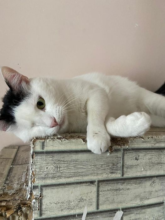 Отдам в добрые ручки