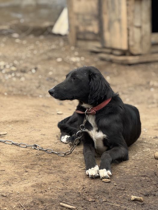 Шашақ Тазы күшік 8 айлық.