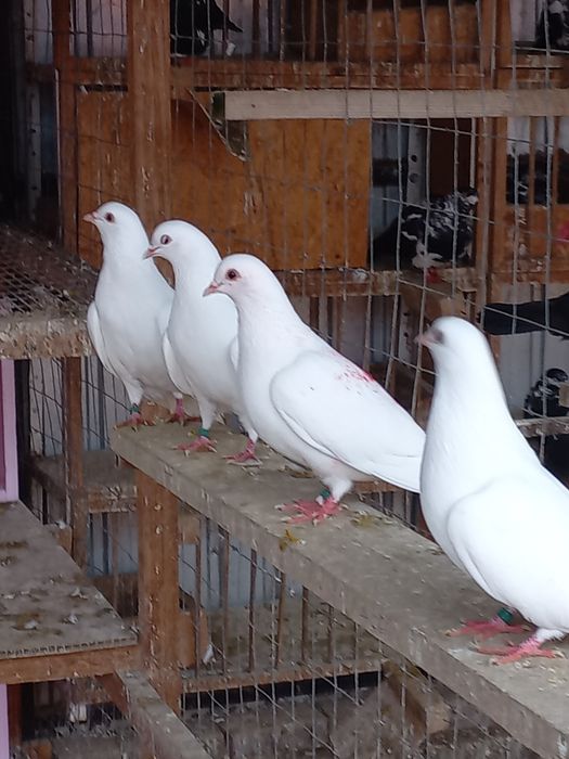 Vând porumbei tobosari arabi