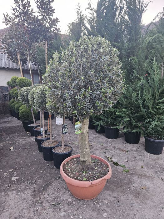 Yuca rostrata photinia poenix