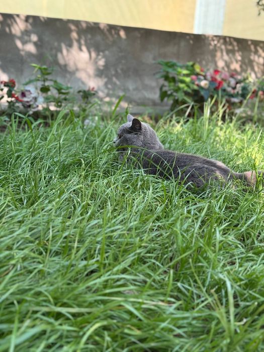 Вязка Киз бола мушук таклиф киламиза