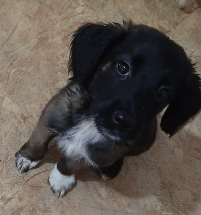 Щенки в добрые руки