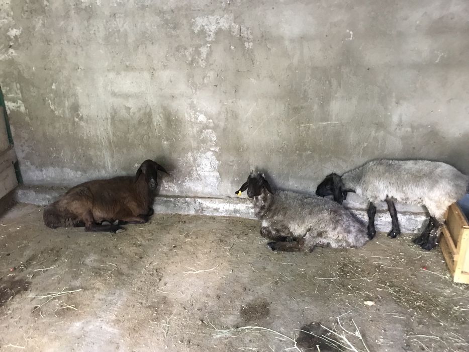 Продам баранов г.Кентау