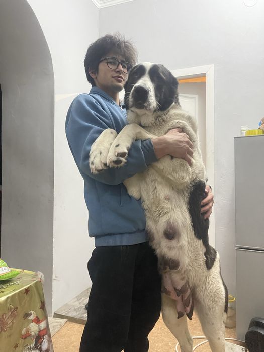 Продам шикарную девочку алабая