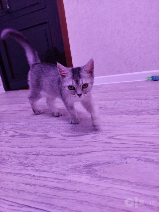 Котёнок мушукча Mushukcha