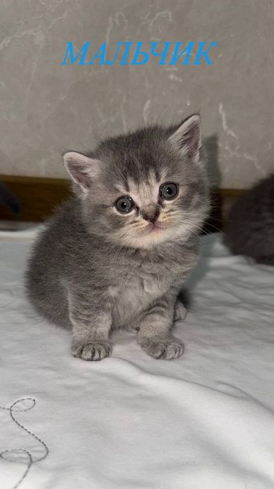 Котята скотиш -страйт и скотиш-фолд