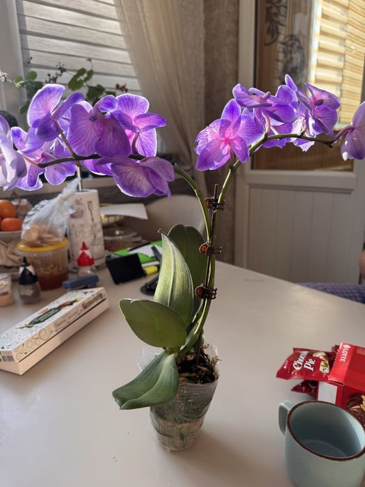 Орхидея 12 сортов цветущие