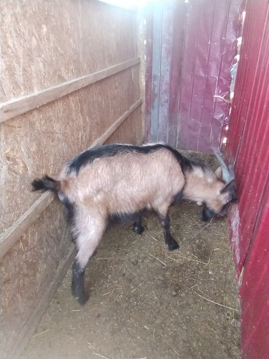 Țap rasa Alpină franceză