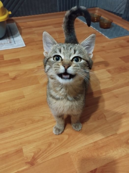 Женско котенце търси дом