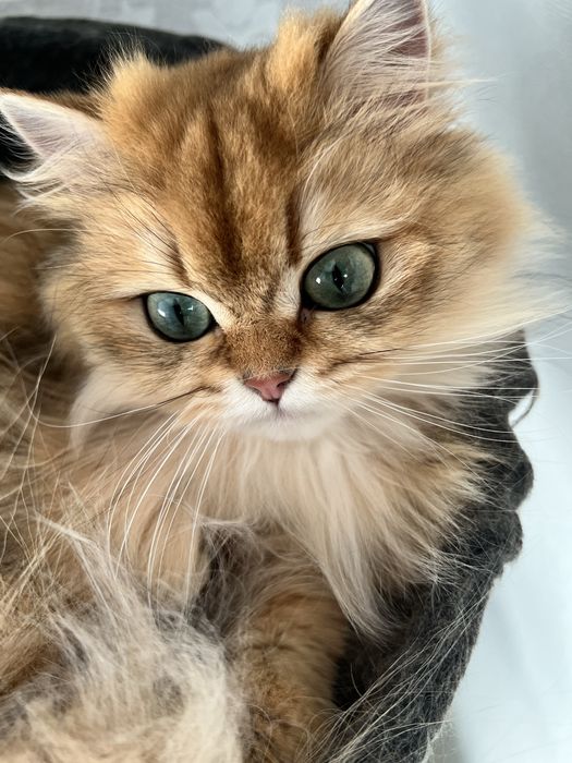 Pisica british longhair golden cu pedigree