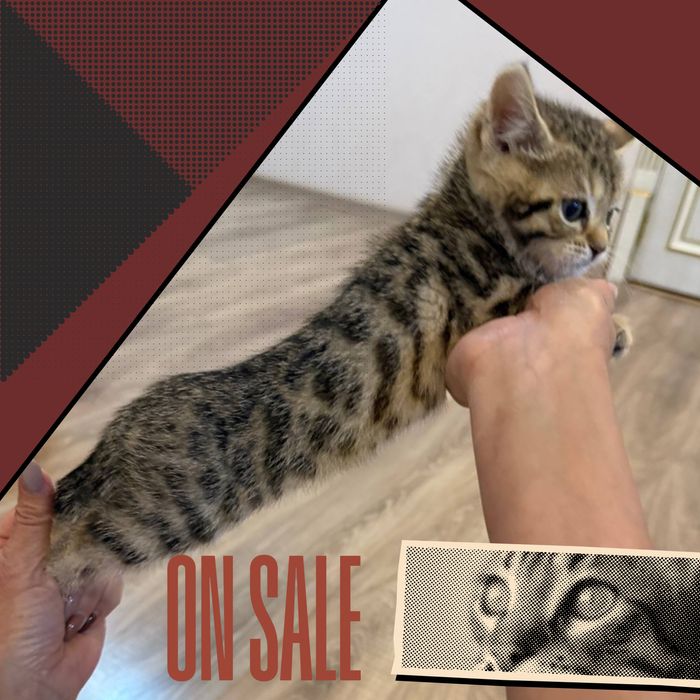 Бенгальский котёнок; Чистокровный