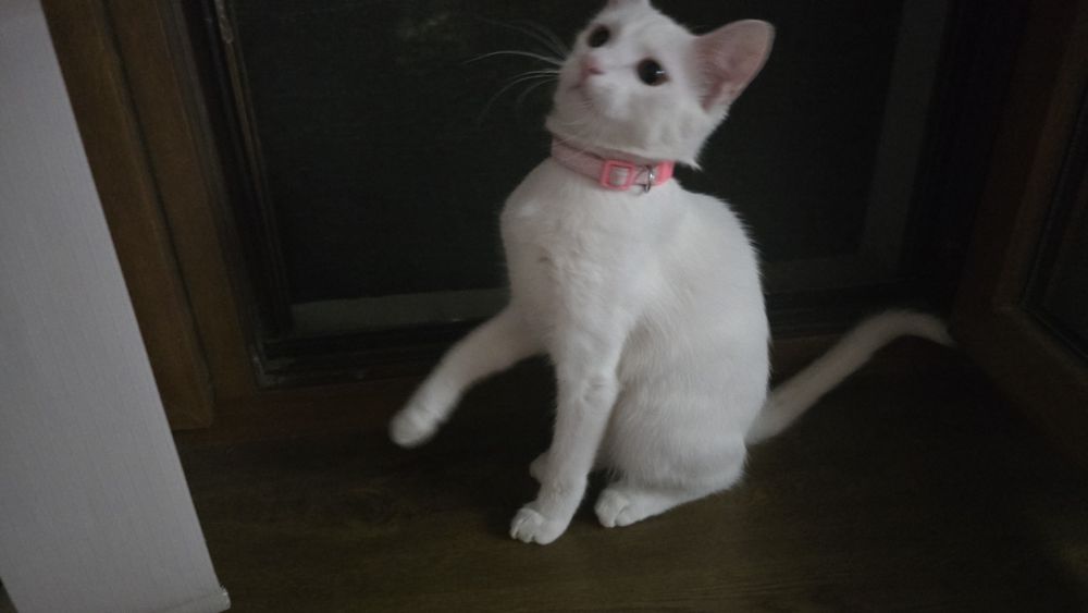 Кошке 5 месяцов ,день рождение 4 апреля