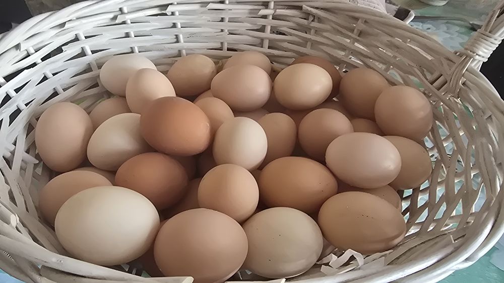 Инкубационные куриные яйца